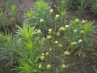 Erigeron bonariensis