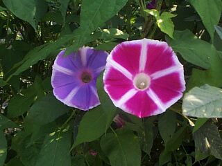 Ipomoea nil