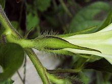 Ipomoea nil