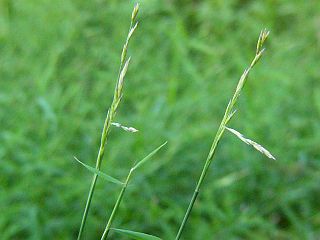 Microstegium vimineum