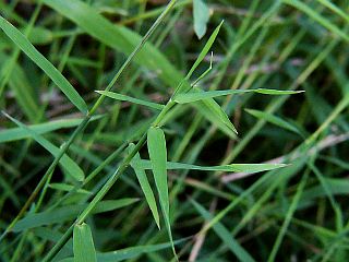 Microstegium vimineum