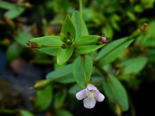 Lindernia procumbens