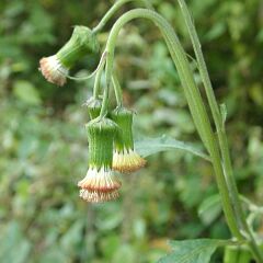 Crassocephalum crepidioides