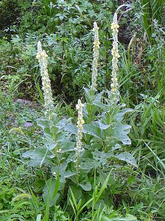 Verbascum thapsus
