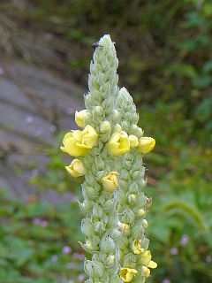 Verbascum thapsus
