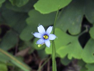 Sisyrinchium graminoides