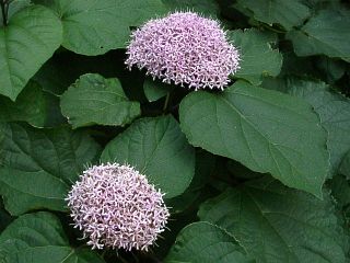 Clerodendron bungei