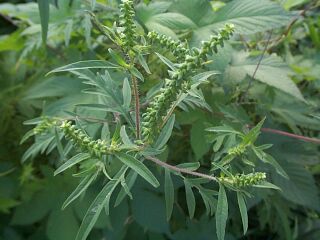 Ambrosia artemisiaefolia v. elatior