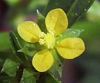 Ludwigia prostrata