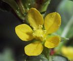 Ludwigia prostrata