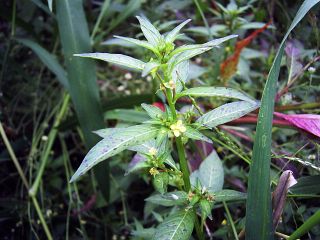 Ludwigia prostrata