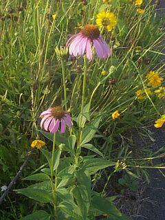 Echinacea purpurea
