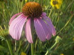 Echinacea purpurea