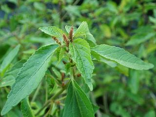 Acalypha australis