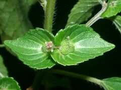 Acalypha australis