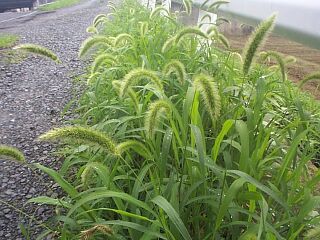 Setaria viridis
