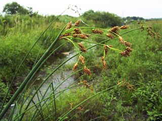 Scirpus tabernaemontani