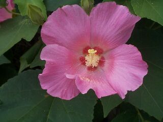 Hibiscus mutabilis