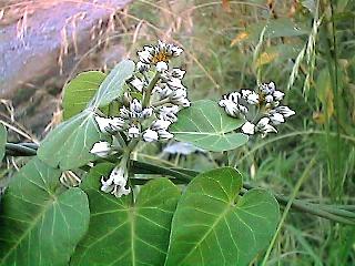 Metaplexis japonica