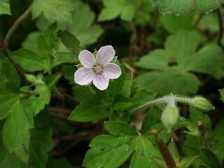 Geranium nepalense subsp. thunbergii