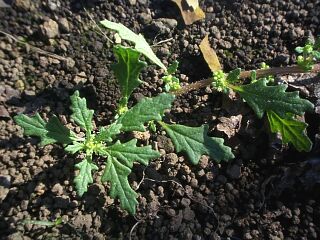 Chenopodium pumilio R. Br.