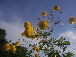 Rudbeckia laciniata var. hortensis