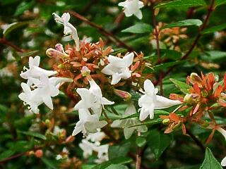  Abelia ~ grandiflora