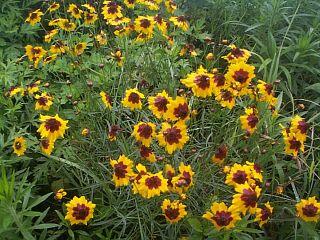 Coreopsis tinctoria