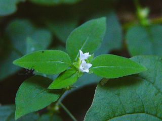 Neanotis hirsuta