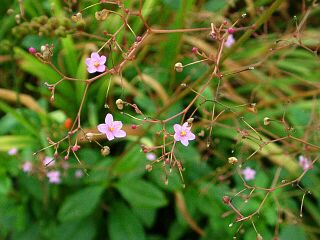 Talinum crassifolium