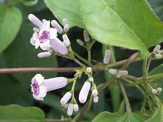 Paederia scandens