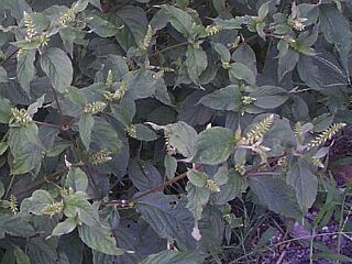 Achyranthes bidentata var.tomentosa