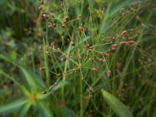 Fimbristylis miliacea