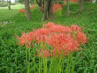 Lycoris radiata