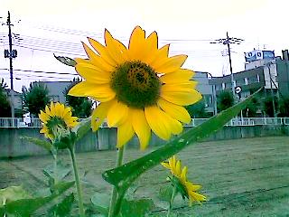 Helianthus debilis