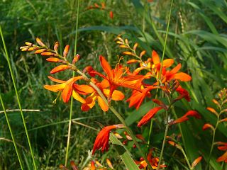 Tritonia crocosmaeflora