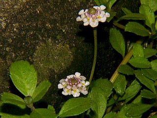 Lippia repens