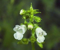 Mosla dianthera