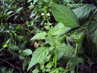 Mosla dianthera