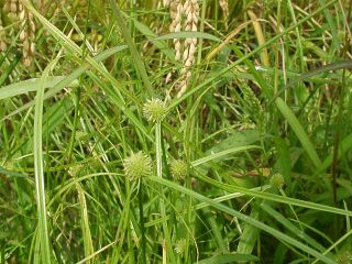 Cyperus brevifolius var. leiolepis