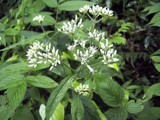 Eupatorium chinense