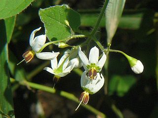Solanum lyratum