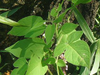 Solanum lyratum