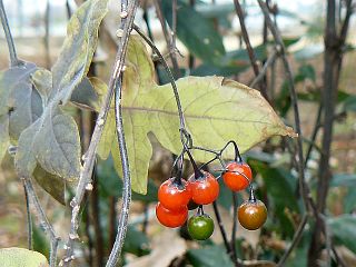 Solanum lyratum