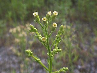 Erigeron canadensis