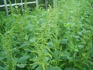 Amaranthus patulus BERTOL