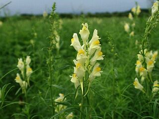 Linaria vulgaris