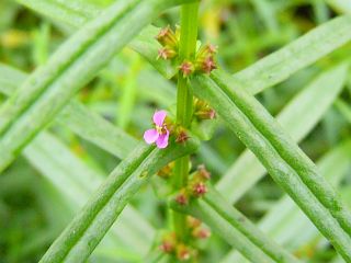 Ammannia coccinea