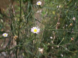 Aster subulatus Michx.