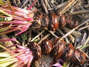 Oxalis articulata